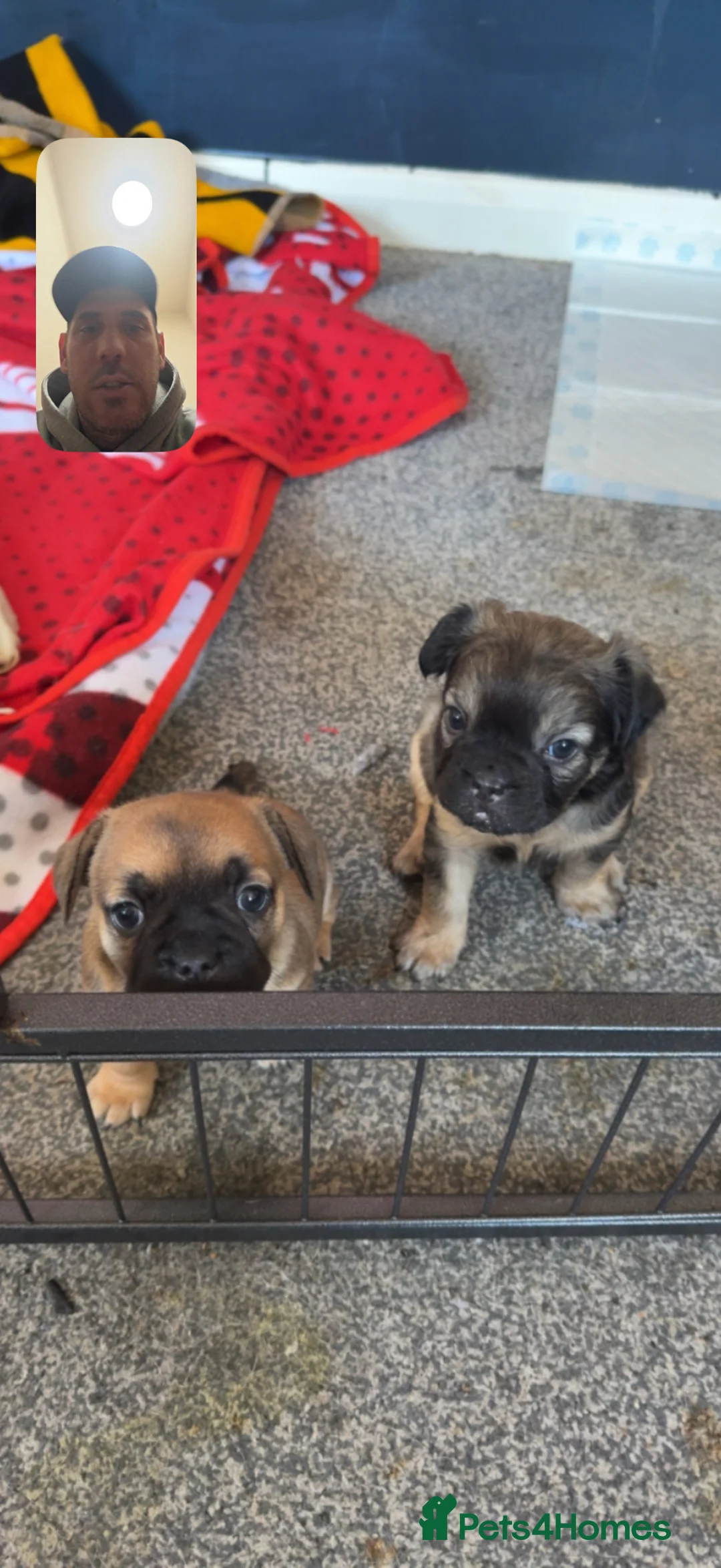 French Bulldog dogs for sale: French bulldog chihuahua puppies for sale - Advert 1