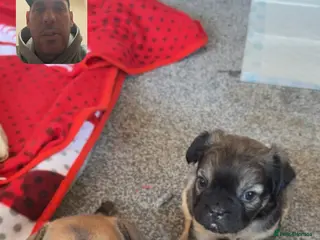 French Bulldog dogs French bulldog chihuahua puppies for sale - Advert 1