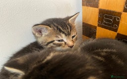Mixed Breed cats for sale: Four beautiful little kittens - Image 26