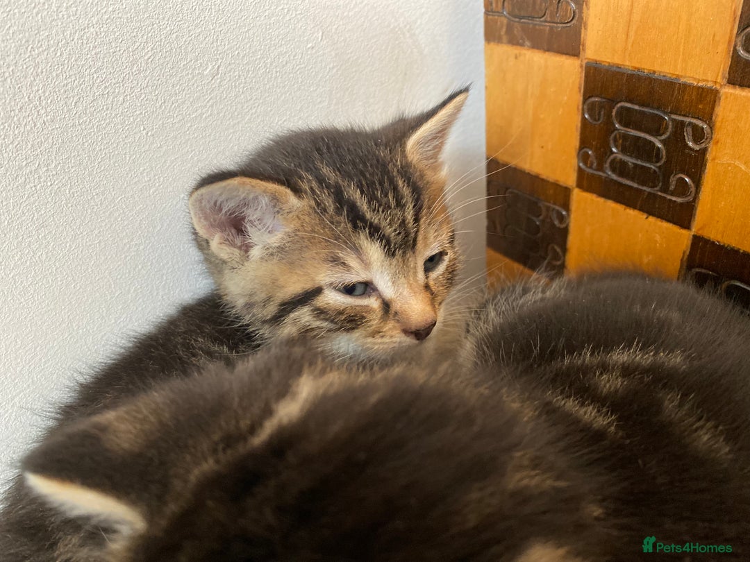 Mixed Breed cats for sale: Four beautiful little kittens - Image 26