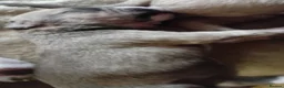Mixed Breed dogs for sale: American mastiff  **  - Advert 21