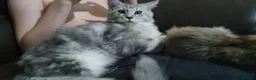 Maine Coon cats for sale: 2 boys 1 girl. MAINE COON KITTENS 3LEFT🐾 ACTIVE. - Advert 4