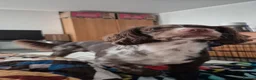 Cocker Spaniel dogs for sale: Sonic in Grantham - Advert 3