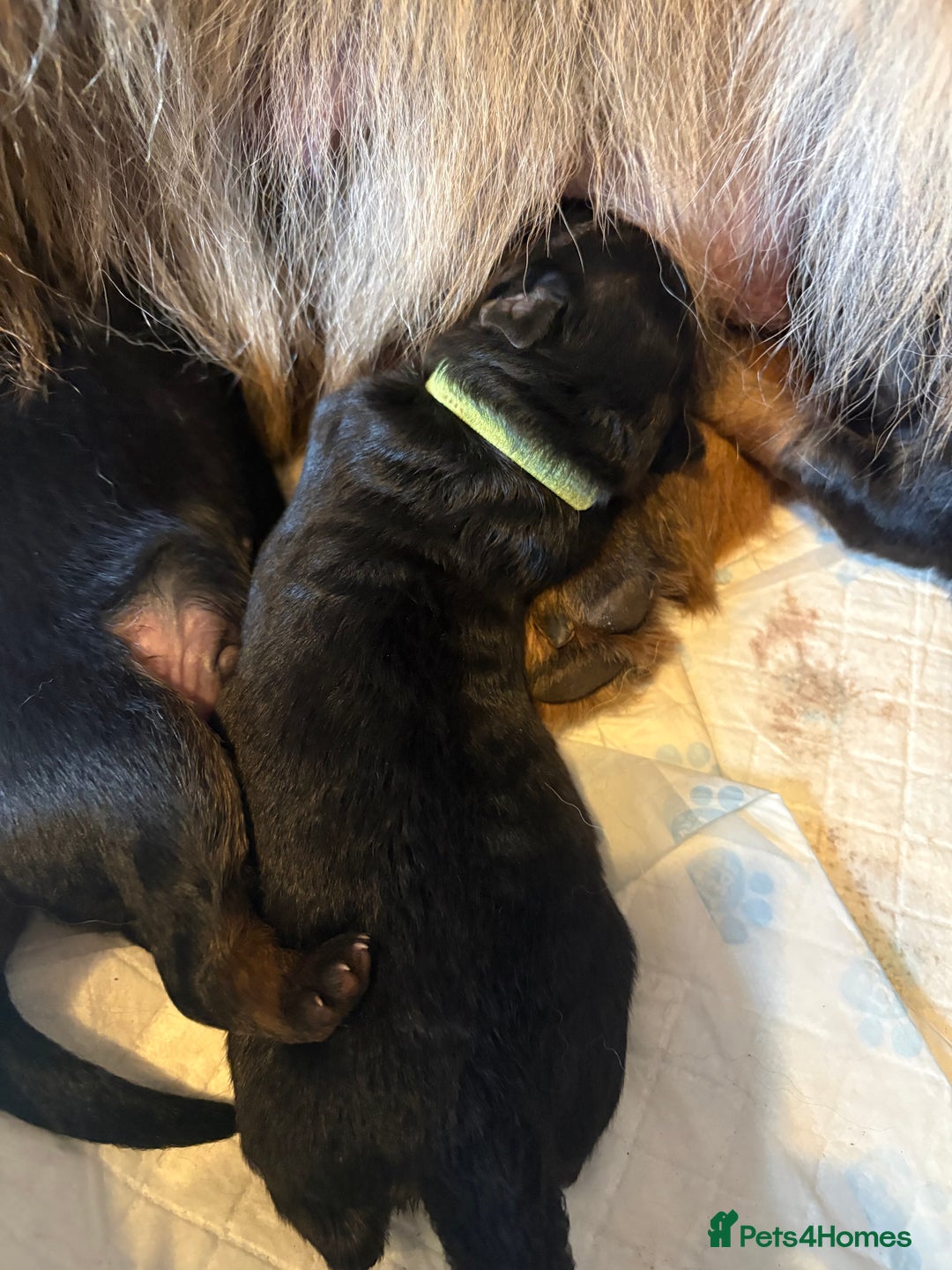 German Shepherd dogs for sale: KC registered long haired German Shepherd puppies - Advert 19