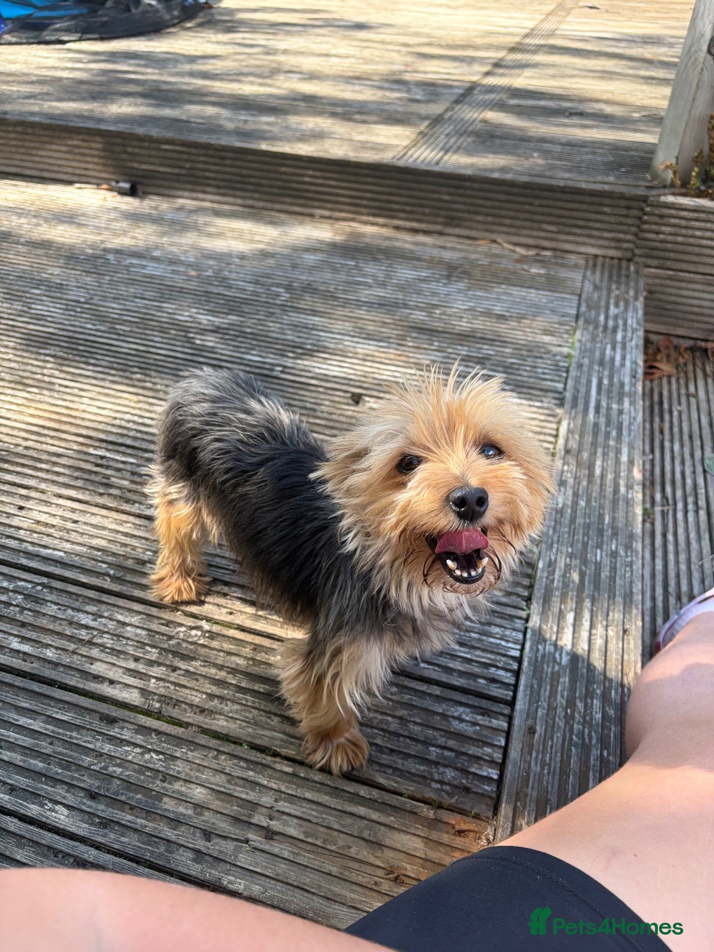 Yorkshire Terrier dogs Yorkshire terrier  - Advert 1