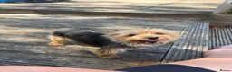 Yorkshire Terrier dogs for sale: Yorkshire terrier  in Basingstoke - Advert 1