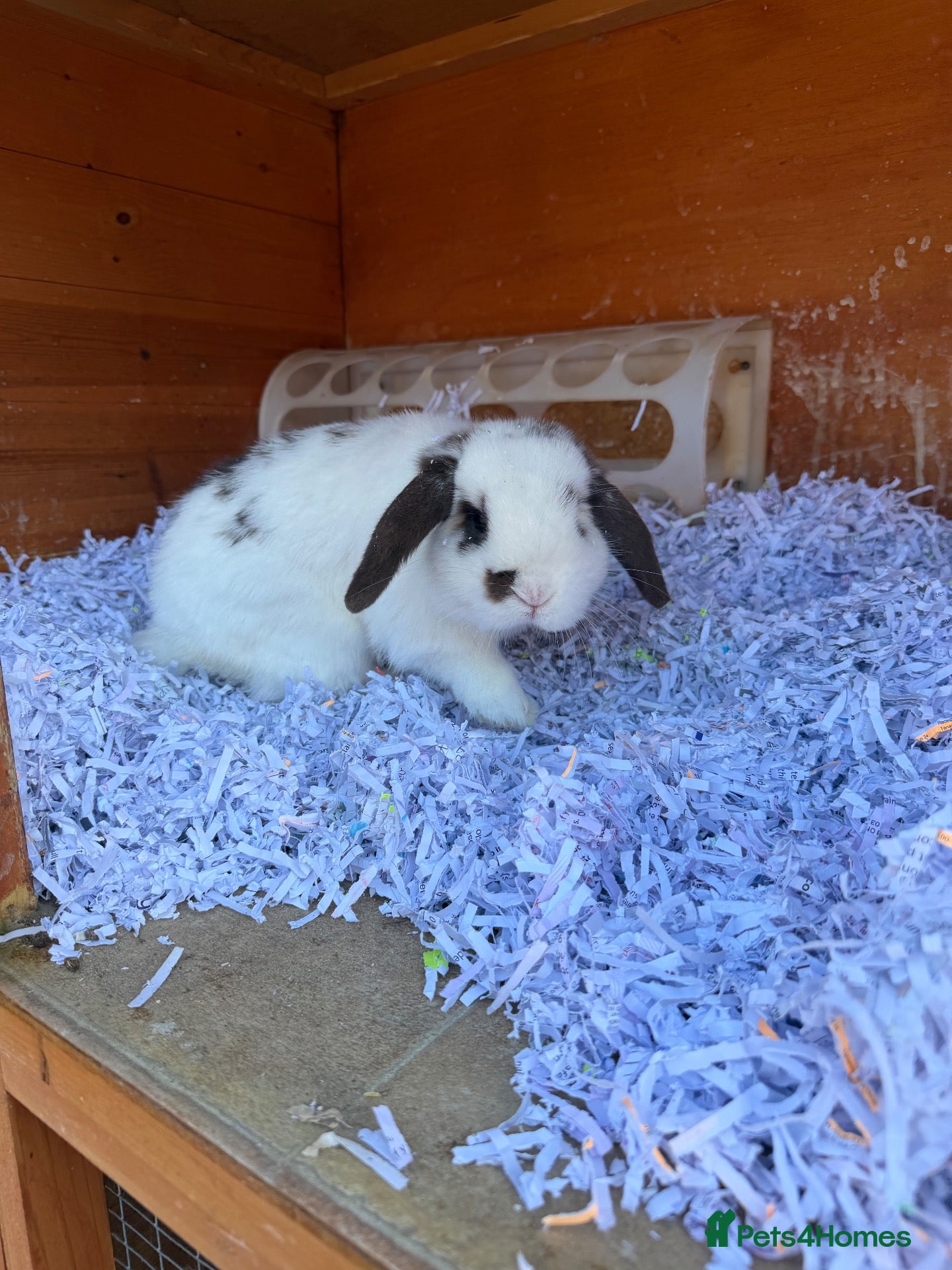 Mini Lop rabbits 3 INTACT MALES - 6 months +  - Advert 2