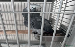 Parrots birds for sale: African grey looking for a new home  - Image 2