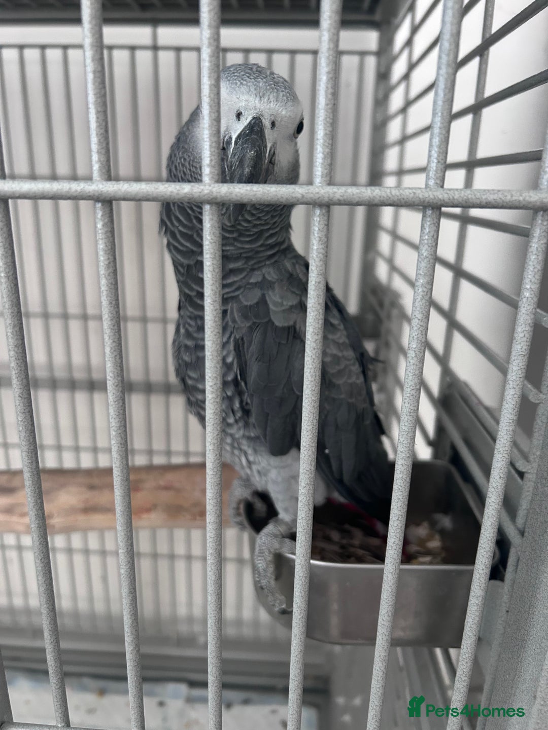 Parrots birds for sale: African grey looking for a new home  - Image 2