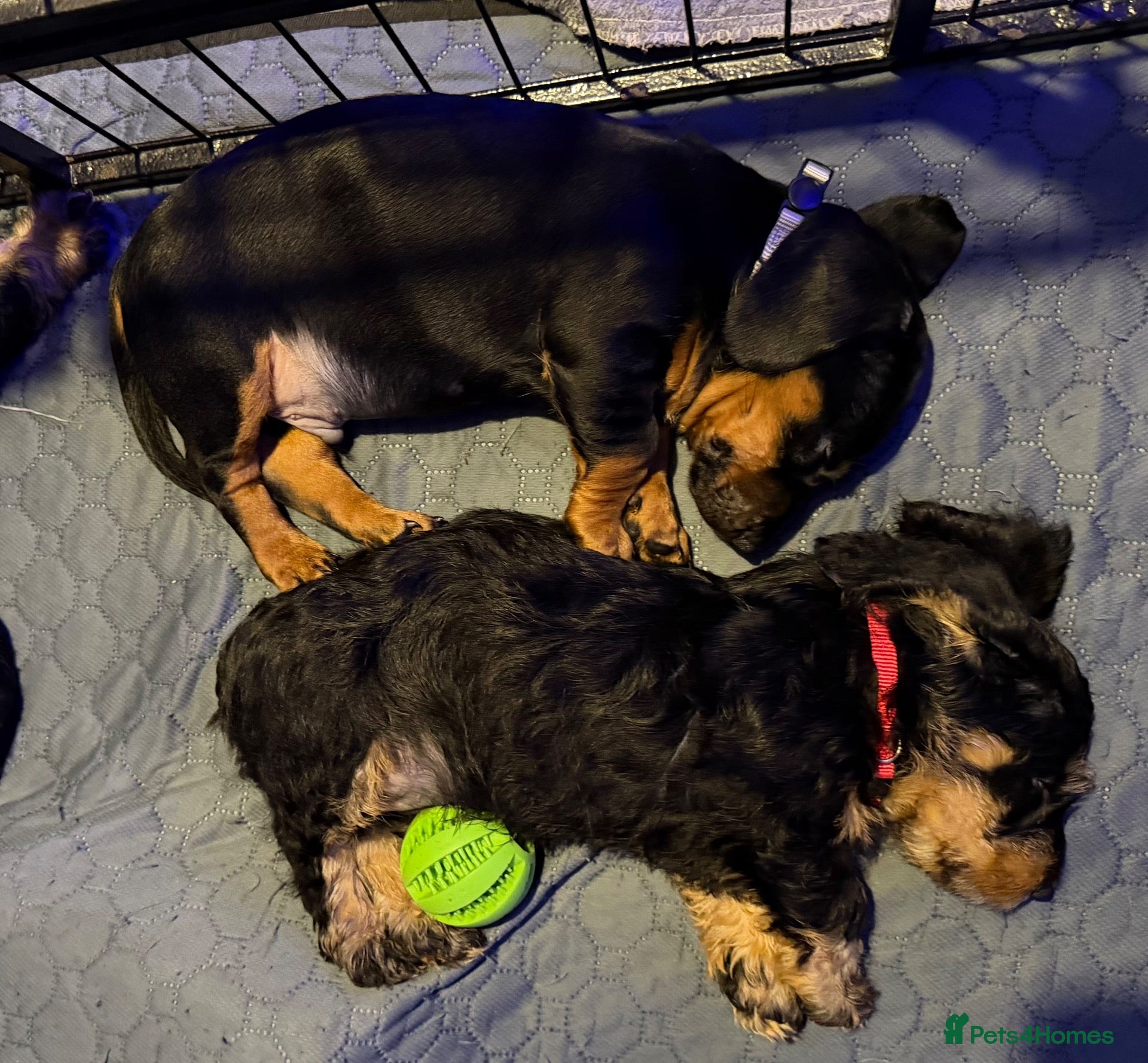 Dachshund dogs Wirehaired Dachshund puppies (Teckels) - Advert 15