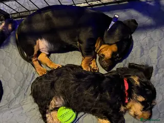 Dachshund dogs Wirehaired Dachshund puppies (Teckels) - Advert 15