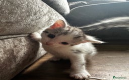 Bengal cats for sale: Bengal kittens  - Image 15