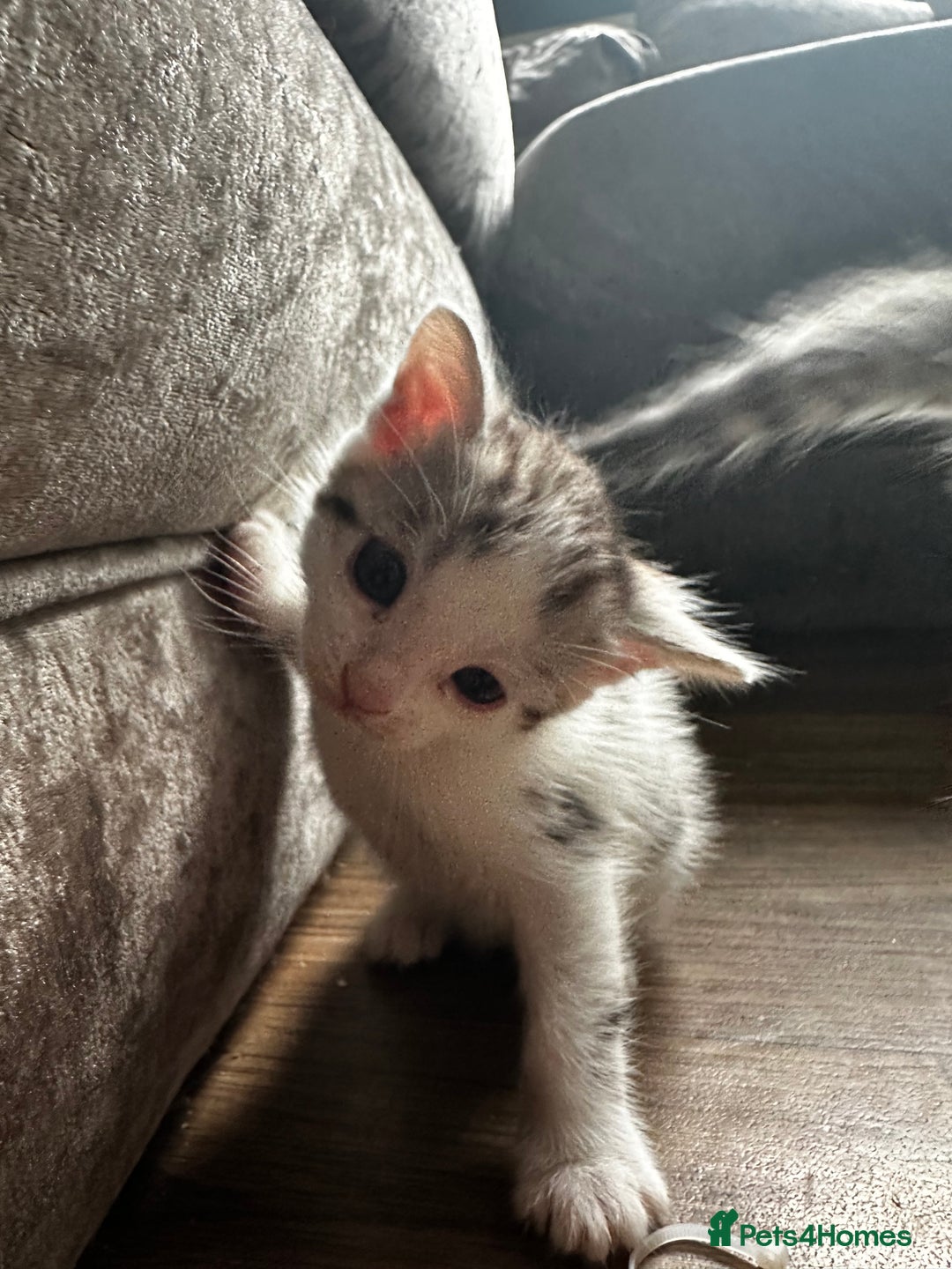 Bengal cats for sale: Bengal kittens  - Image 15