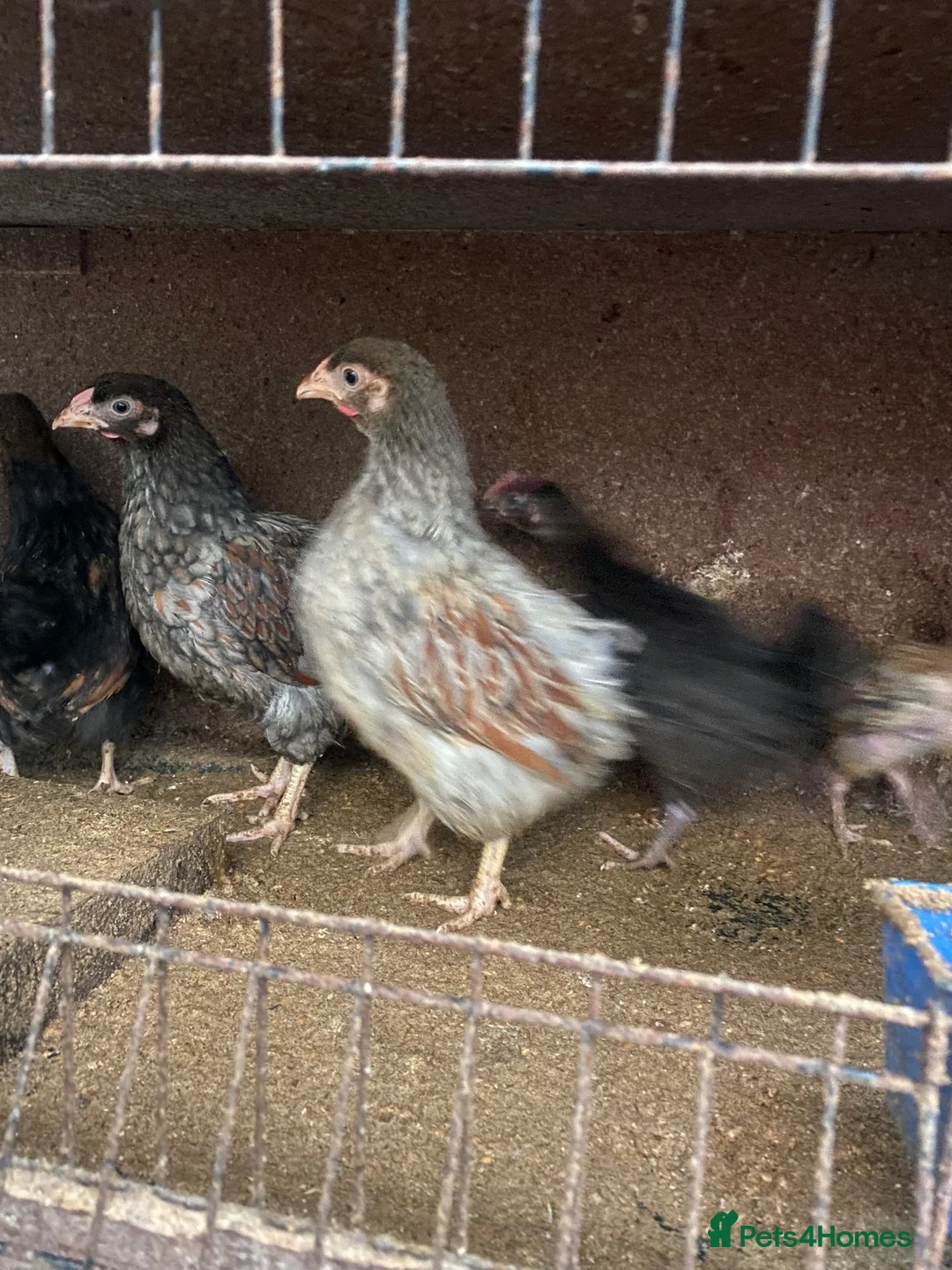Mixed Breed poultry for sale: Beautiful Quals and Quals and chicken - Advert 2