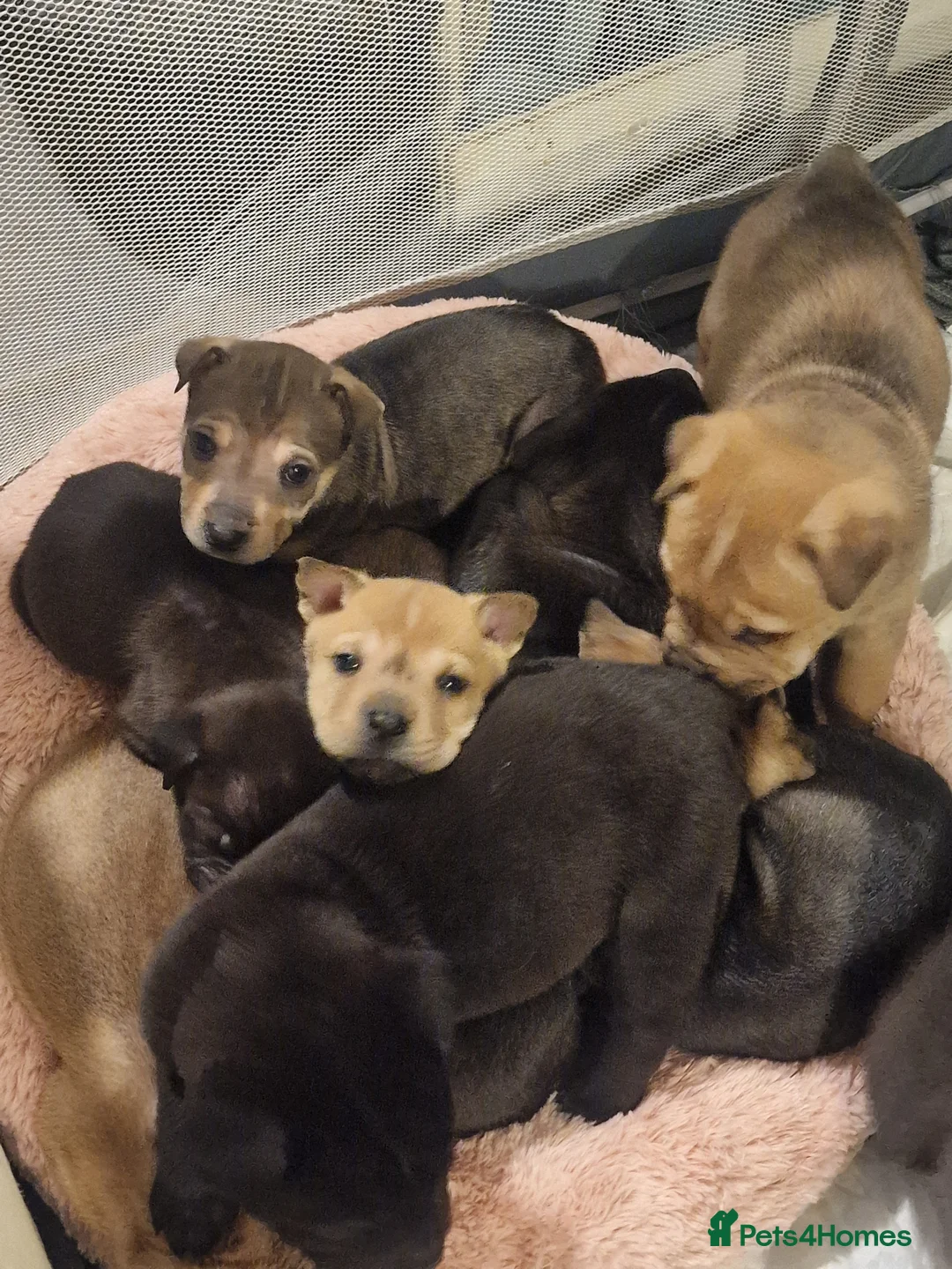 Mixed Breed dogs for sale: 11 chunky rottpei puppys  - Advert 15