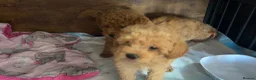 Maltipoo dogs for sale: Maltipoo Girl - Advert 6