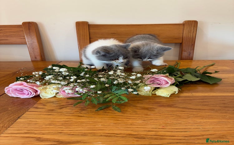 British Shorthair cats - Advert 4