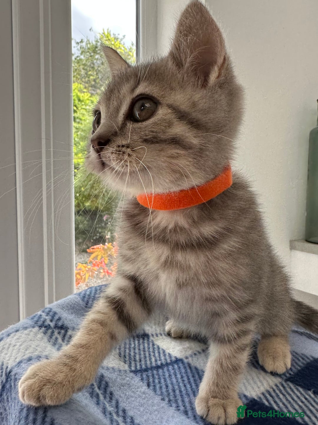 British Shorthair cats for sale: Purebred British Shorthair Grey Stripe Kittens - Image 9