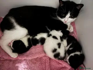 Mixed Breed cats Looking for their forever home - Advert 1