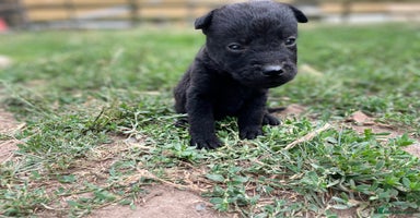 Patterdale Terrier dogs - Advert 3