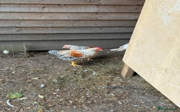 Chickens poultry for sale: Golden wellbar Bantams  - Image 3