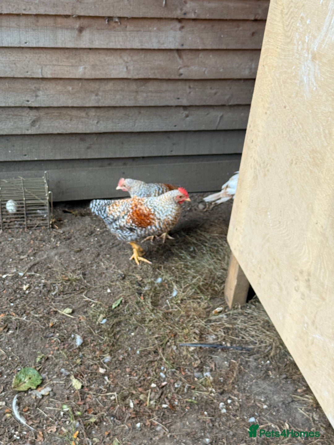 Chickens poultry for sale: Golden wellbar Bantams  - Image 3