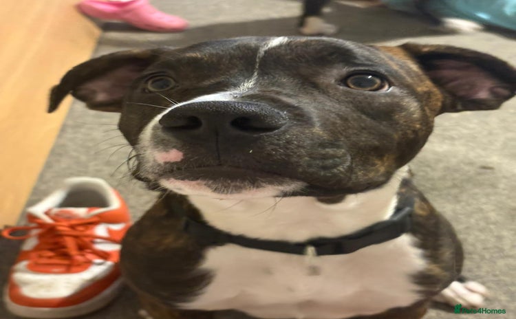 Mixed Breed dogs - Advert 16