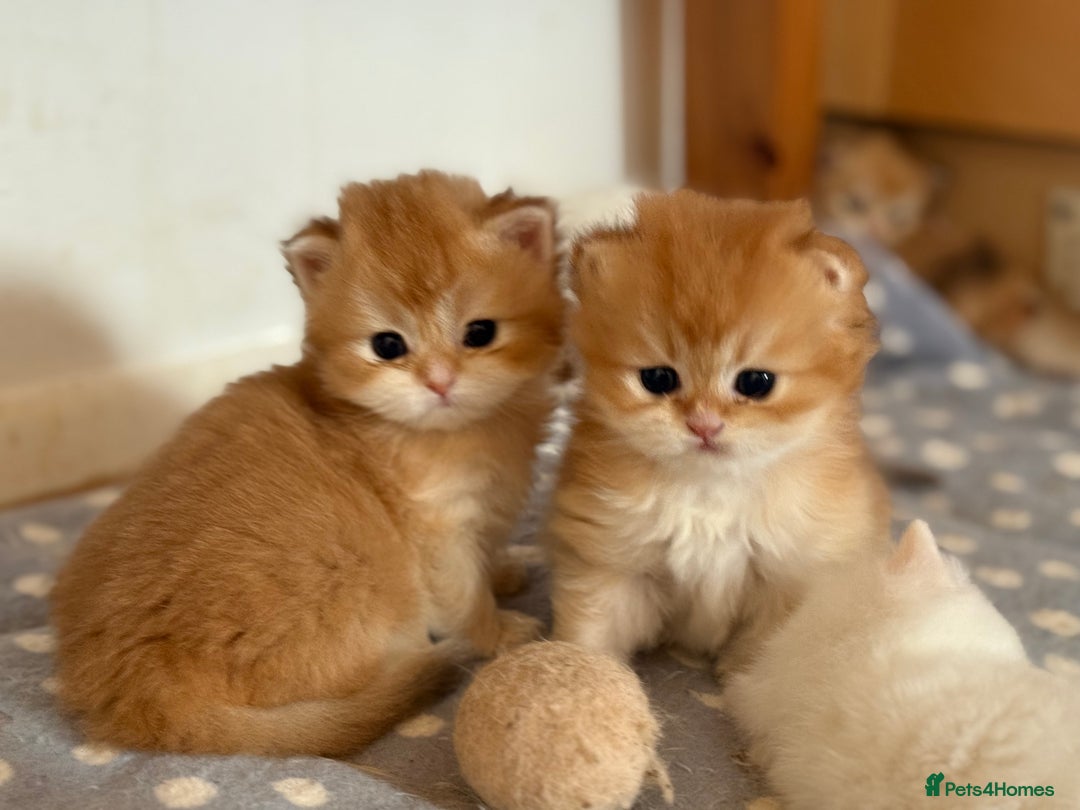 British Longhair cats for sale: GCCF reg BLH Black and Chocolate Golden kittens - Image 1