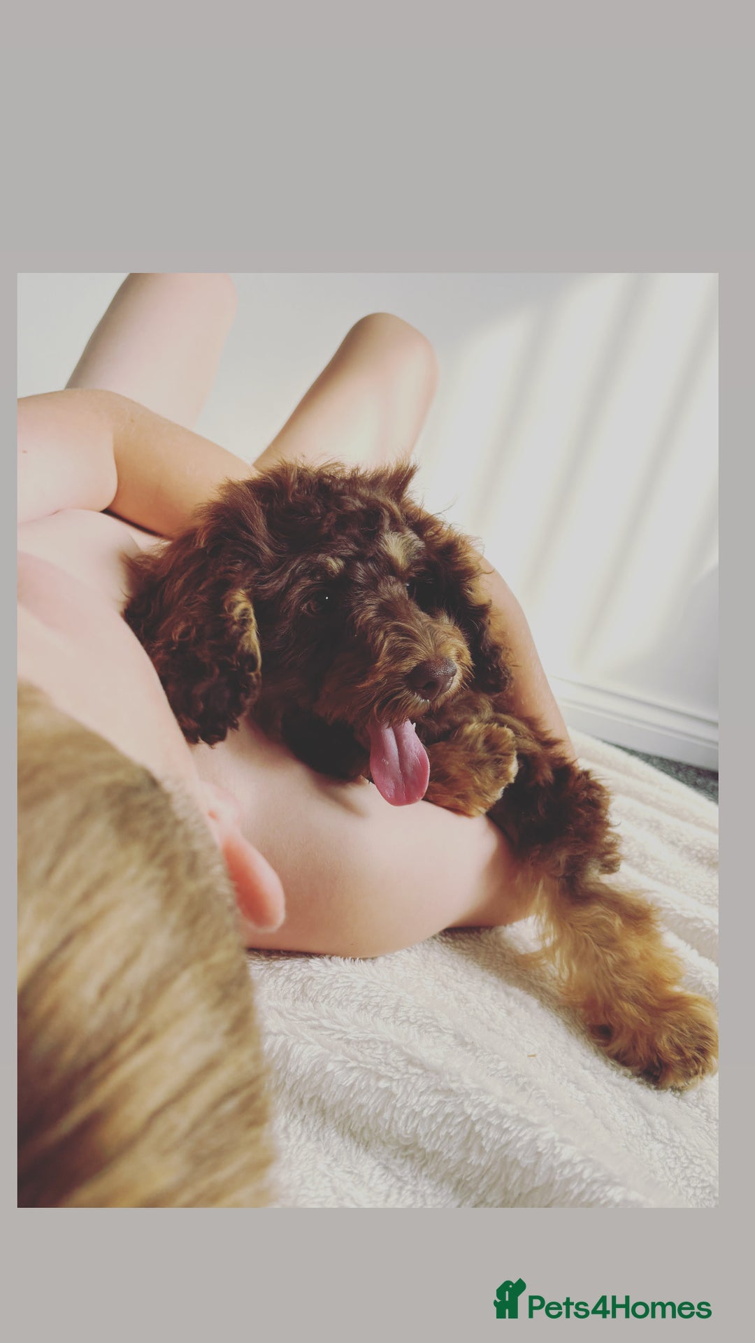 Cockapoo dogs for sale: Quality health tested miniature cockapoo girl! - Image 2