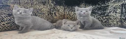 Russian Blue cats for sale: **TICA full pedigree Russian Blue kittens - Advert 8