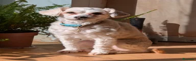 Chinese Crested Powderpuff 