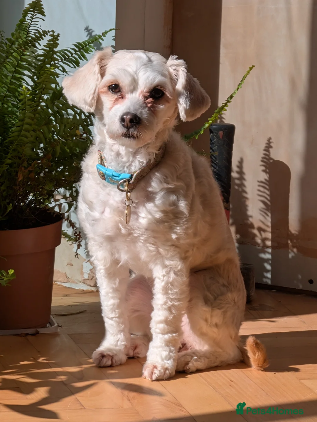 Chinese Crested dogs for sale: A Sweet Powderpuff Seeking Her Forever Home  in Poole - Advert 1