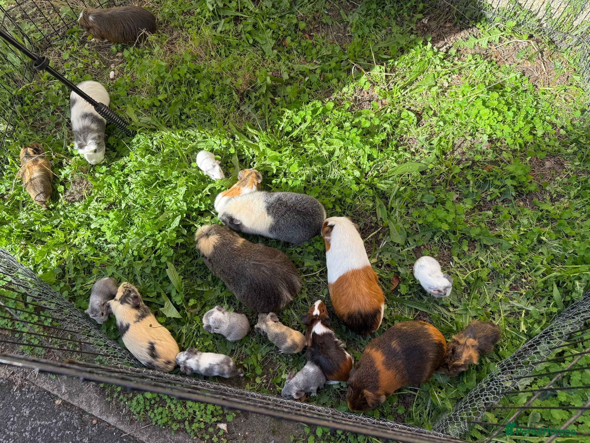 Guinea Pig rodents Various baby guinea pigs  - Advert 1