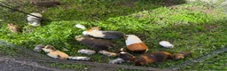 Guinea Pig rodents for sale: Various baby guinea pigs  - Advert 1