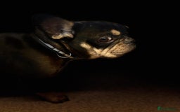 French Bulldog dogs for adoption: 💙WINSTON-LITTLE FRENCHIE BOY WITH A BIG HEART💙 - Advert 8