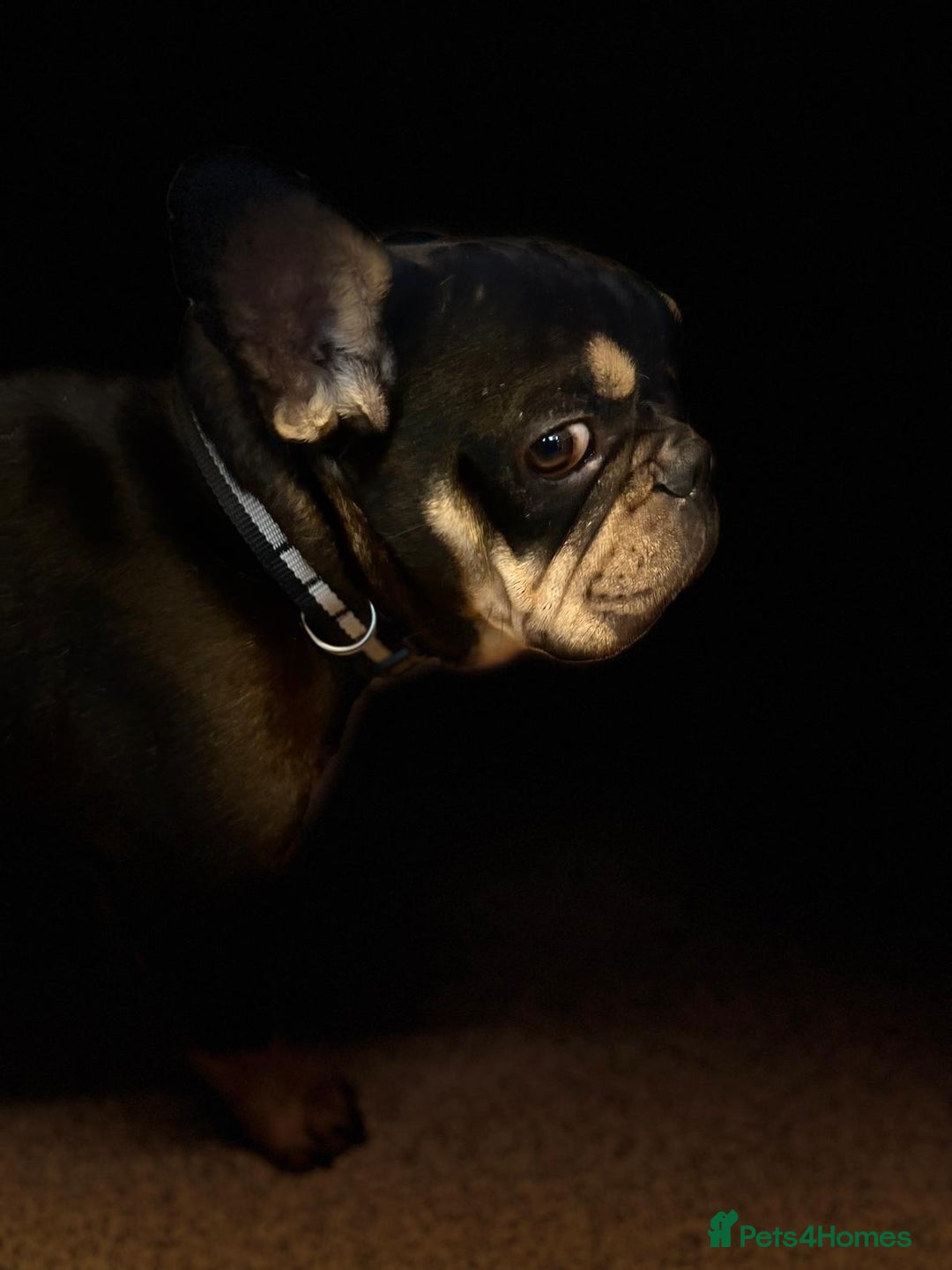 French Bulldog dogs for adoption: 💙WINSTON-LITTLE FRENCHIE BOY WITH A BIG HEART💙 - Advert 8