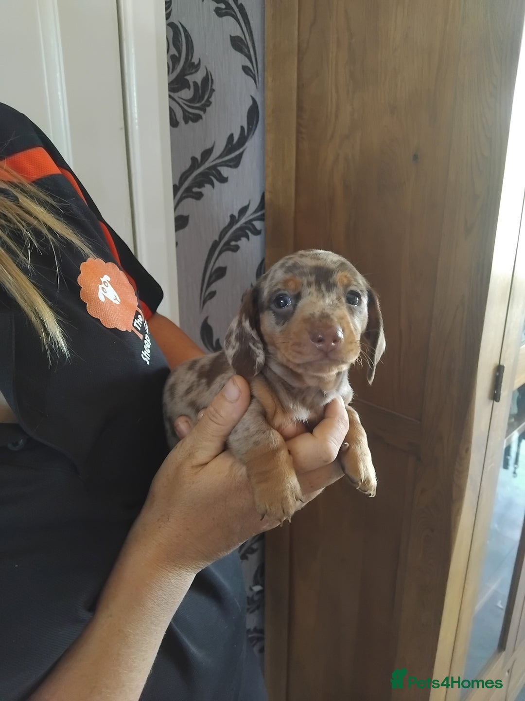 Miniature Dachshund dogs for sale: Miniature dashchund  - Image 1