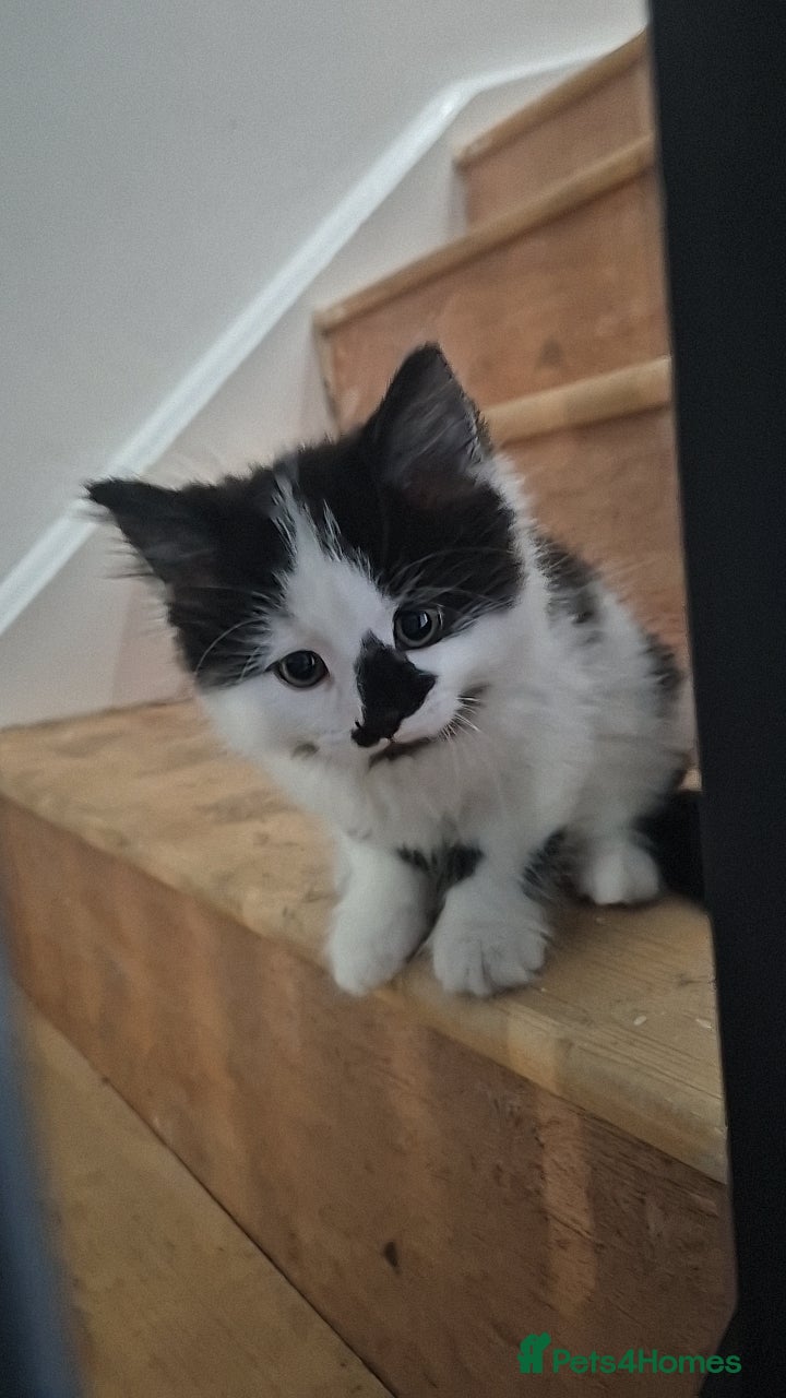 Mixed Breed cats for sale: Kittens for sale - Advert 6