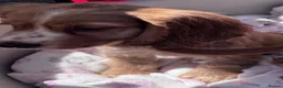 Cocker Spaniel dogs for sale: Ready to leave Beautiful show type cocker puppy’s  - Advert 4