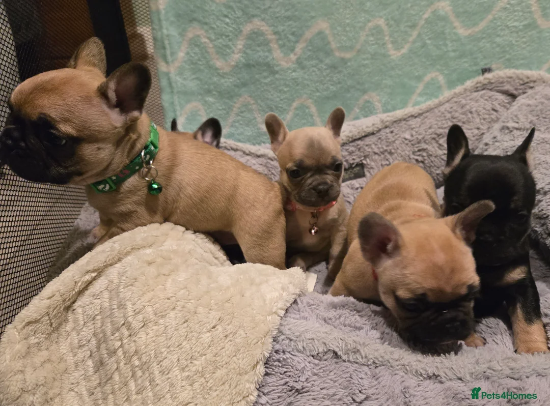 French Bulldog dogs for sale: French bulldog puppies.  - Advert 6