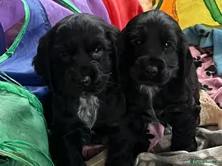 Cocker Spaniel dogs Stunning show type cocker spaniel puppies - Advert 5