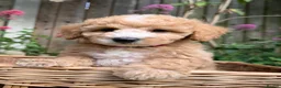 Toy Poodle dogs for sale: Outstanding KC Toy Poodles - READY NOW - Advert 3