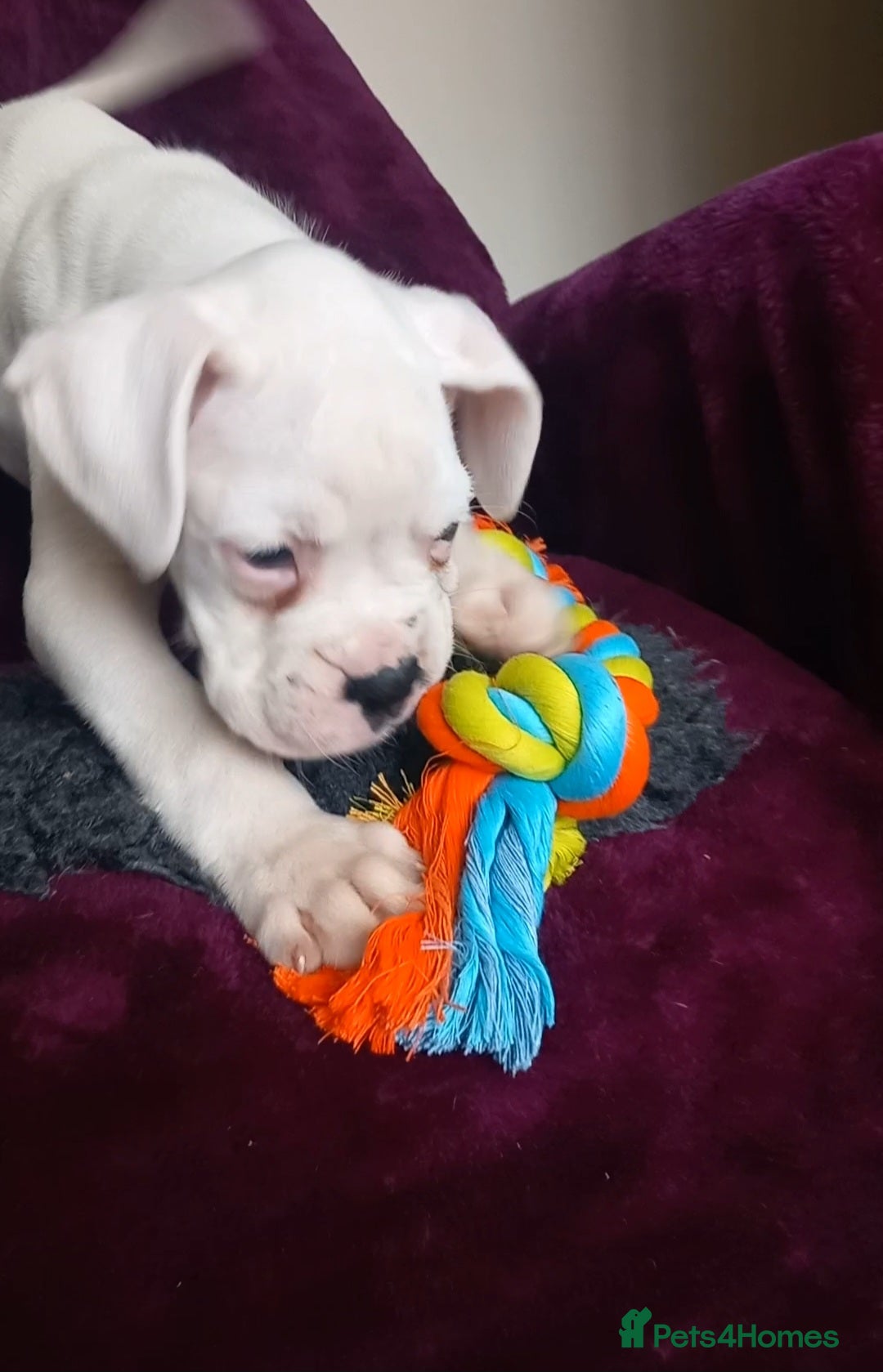 Boxer dogs for sale: KC Registered and ONLY 4 Left! See my 5* reviews - Image 14