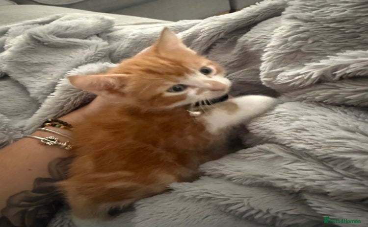 Domestic Shorthair cats - Advert 1