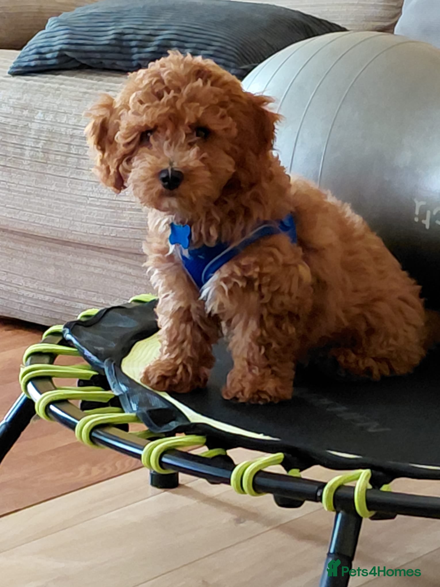 Cavapoochon dogs Male Cavapoochon (15 weeks 3 days) - Advert 2