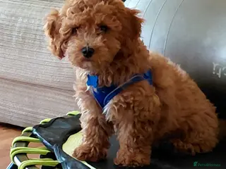 Cavapoochon dogs Male Cavapoochon (15 weeks 3 days) - Advert 2