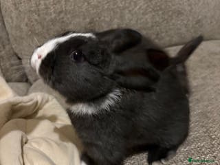 Mixed Breed rabbits 1X bucks 1XDoes available lop - Advert 11