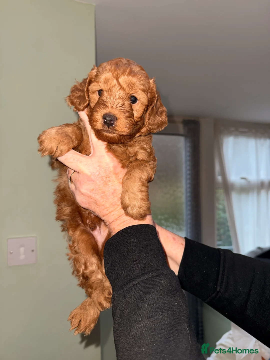 Cockapoo dogs for sale: 🐶 🐶Beautiful Red Cockapoo Puppies for Sale 🐶 - Advert 4