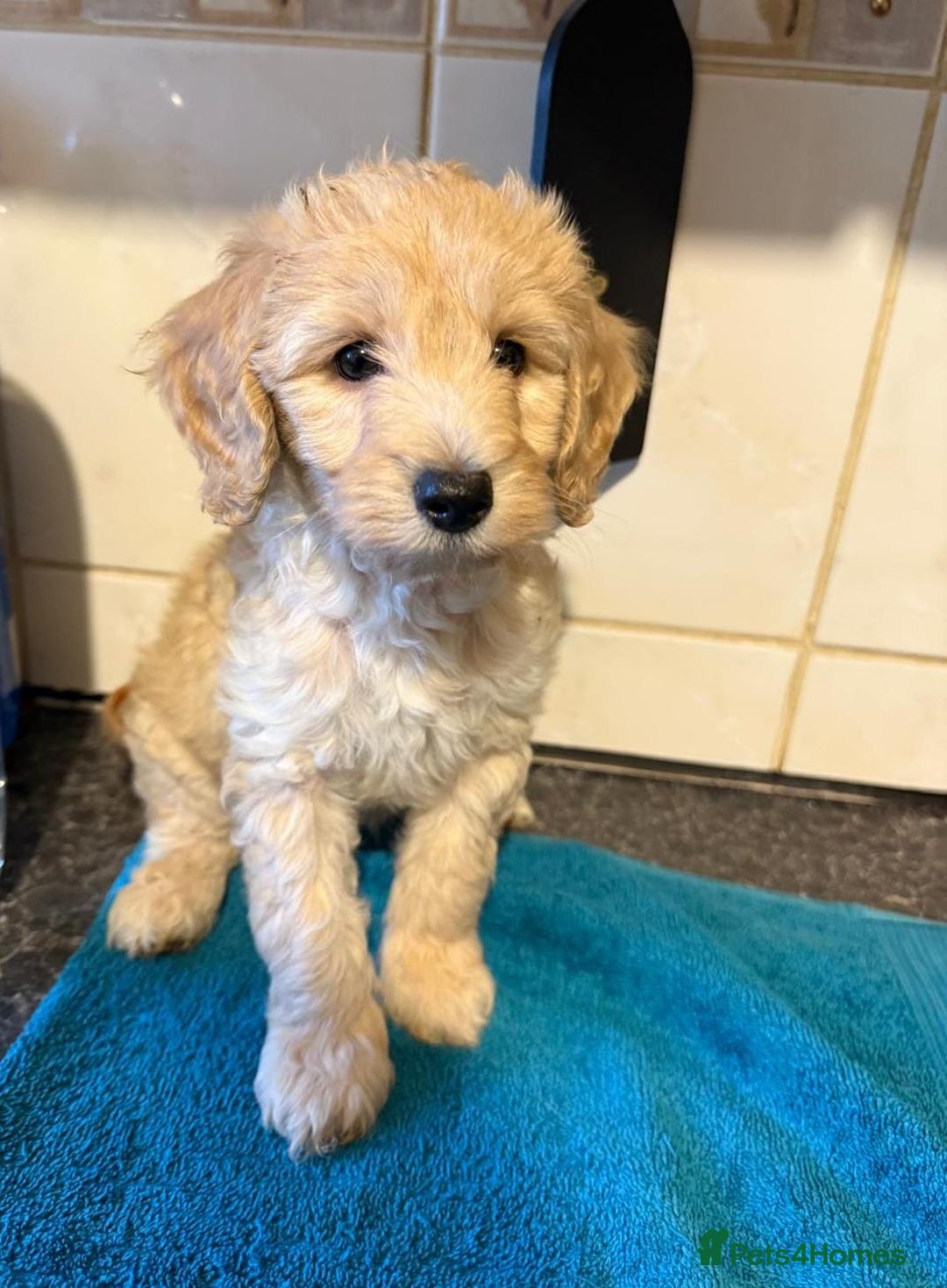 Miniature Poodle dogs for sale: Beautiful miniature poodle pups - Image 10