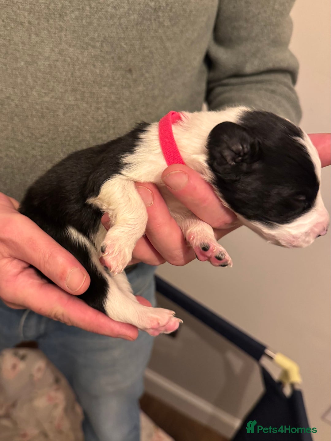 Bordoodle dogs for sale: 🐾 Beautiful Bordoodle Puppies Available 🐾 - Advert 18